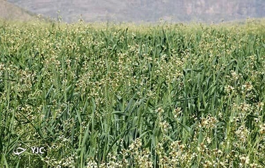 کشت گندم بر روی تپه ۹ هزار ساله نورآباد ممسنی