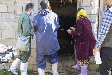 اردوی جهادی دامپزشکی در ماسال گیلان