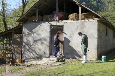 اردوی جهادی دامپزشکی در ماسال گیلان