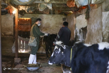 اردوی جهادی دامپزشکی در ماسال گیلان