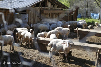 اردوی جهادی دامپزشکی در ماسال گیلان