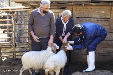 اردوی جهادی دامپزشکی در ماسال گیلان