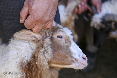 اردوی جهادی دامپزشکی در ماسال گیلان