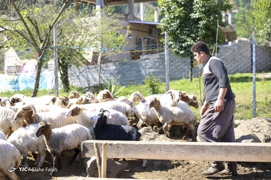 اردوی جهادی دامپزشکی در ماسال گیلان