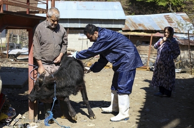 اردوی جهادی دامپزشکی در ماسال گیلان