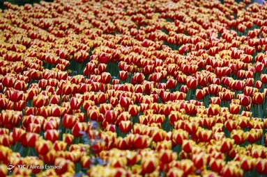 لاله ها در بوستان باغ ایرانی