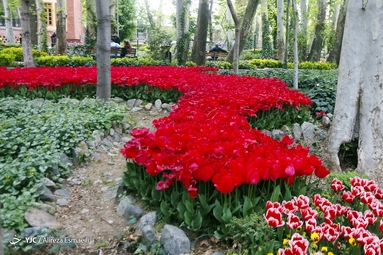 لاله ها در بوستان باغ ایرانی