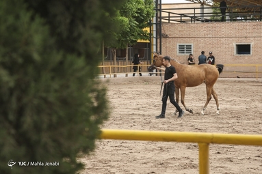 دوازدهمین جشنواره ملی زیبایی اسب عرب _ کرمان