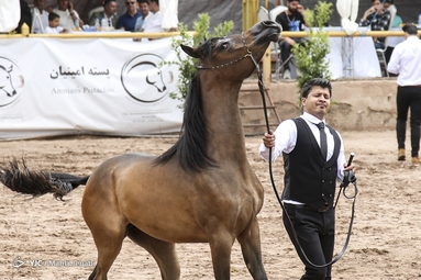 دوازدهمین جشنواره ملی زیبایی اسب عرب _ کرمان