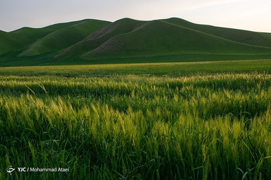 طبیعت سبز و زیبای منطقه ترکمن صحرا در بهار ۱۴۰۱
