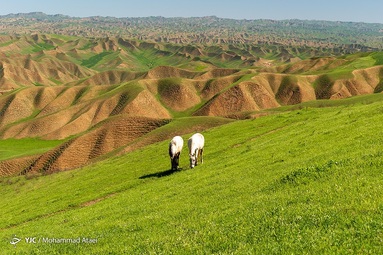 طبیعت سبز و زیبای منطقه ترکمن صحرا در بهار ۱۴۰۱