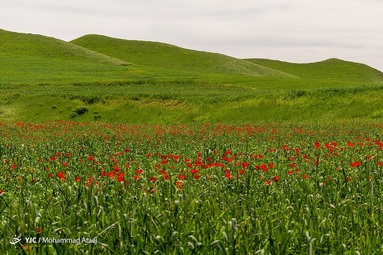 طبیعت سبز و زیبای منطقه ترکمن صحرا در بهار ۱۴۰۱