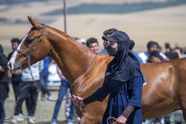 هفدهمین جشنواره ملی زیبایی اسب اصیل ترکمن