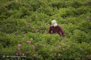آغاز برداشت گل محمدی در گلستان‌های شهر چلیچه استان چهار محال و بختیاری