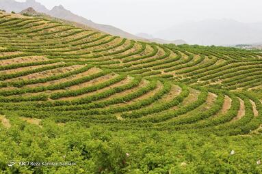 آغاز برداشت گل محمدی در گلستان‌های شهر چلیچه استان چهار محال و بختیاری
