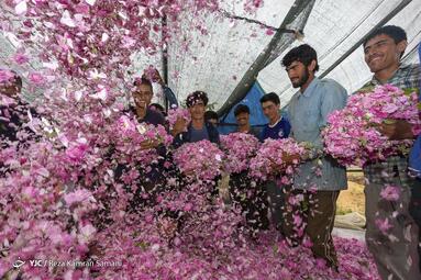آغاز برداشت گل محمدی در گلستان‌های شهر چلیچه استان چهار محال و بختیاری