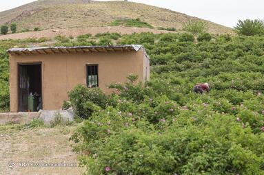 آغاز برداشت گل محمدی در گلستان‌های شهر چلیچه استان چهار محال و بختیاری