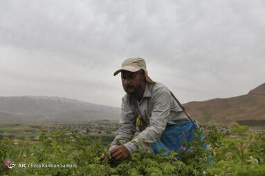 آغاز برداشت گل محمدی در گلستان‌های شهر چلیچه استان چهار محال و بختیاری