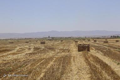 جشنواره برداشت گندم در شهرستان نظرآباد استان البرز
