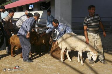 فروش دام عید قربان در رشت