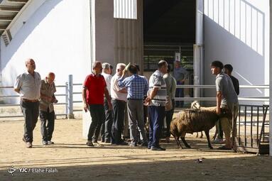 فروش دام عید قربان در رشت