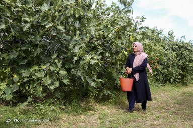 آئین افتتاح جشنواره‌ی انجیر در کاروانسرای خواجه نظر منطقه‌ی آزاد ارس