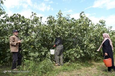 آئین افتتاح جشنواره‌ی انجیر در کاروانسرای خواجه نظر منطقه‌ی آزاد ارس