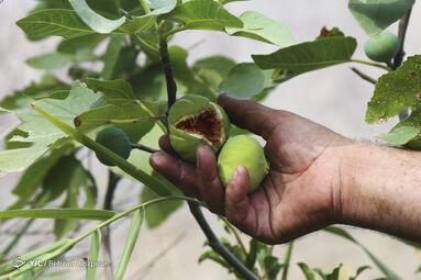 آئین افتتاح جشنواره‌ی انجیر در کاروانسرای خواجه نظر منطقه‌ی آزاد ارس