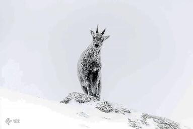 اثر لوکا ملکارنه؛ برنده عکاس جوان / بزهای کوهی در پناهگاهی موقت در کوه‌های آلپ فرانسه