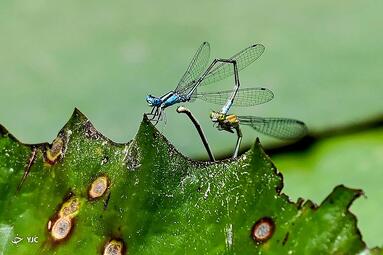 مگس‌های آبی (Pseudagrion microcephalum /  سنگاپور