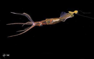 یک ماهی مرکب ( Grimalditeuthis ) در مجمع الجزایر گالاپاگوس اکوادور. تنها برای اولین بار در سال 2005 زنده در طبیعت توسط دانشمندان مشاهده شده است