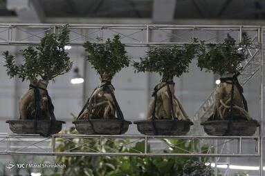 سومین نمایشگاه گل و گیاه کیش