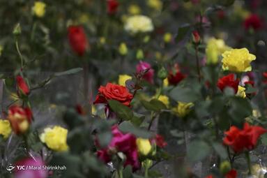 سومین نمایشگاه گل و گیاه کیش