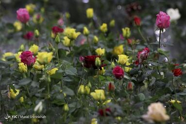 سومین نمایشگاه گل و گیاه کیش