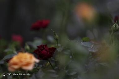 سومین نمایشگاه گل و گیاه کیش