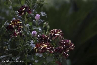 سومین نمایشگاه گل و گیاه کیش