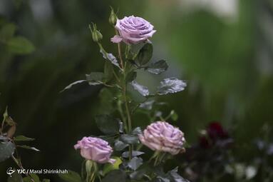 سومین نمایشگاه گل و گیاه کیش