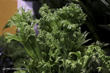 سومین نمایشگاه گل و گیاه کیش