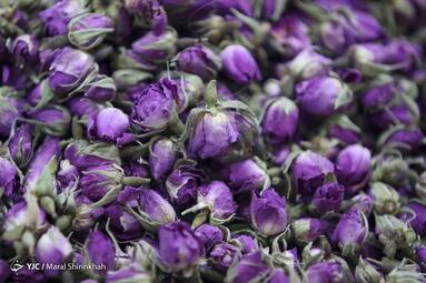 سومین نمایشگاه گل و گیاه کیش