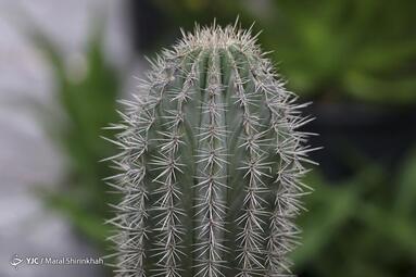 سومین نمایشگاه گل و گیاه کیش