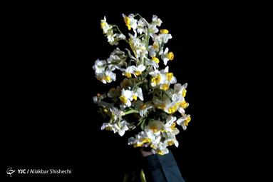 گلباران حرم مطهر رضوی (ع) در شب میلاد جوادالائمه (ع)
