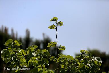 بخش رویشگاه قاره اروپا در باغ ملی  گیاه‌شناسی ایران، گیاهان وارداتی از اروپا را به نمایش می‌گذارد. شایان ذکر است که این گیاهان از سال ۱۳۹۲ در اینجا کشت می‌شوند و در نتیجه یکی از خیره‌کننده‌ ترین و دیدنی‌ترین مناطق باغ گیاه‌شناسی ملی ایران را به وجود آورده‌اند
