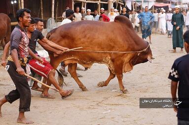 بنگلادش 