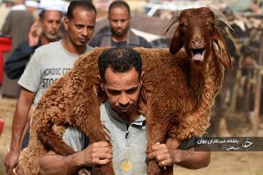 مصر