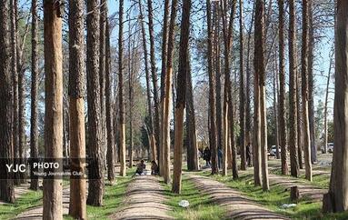 کنده شدن پوست درختان کهنسال در حریم درجه یک پارسه