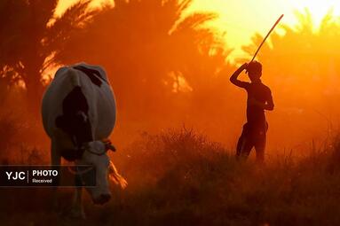 مزرعه ای در نزدیکی شهر القاسم در استان بابل عراق