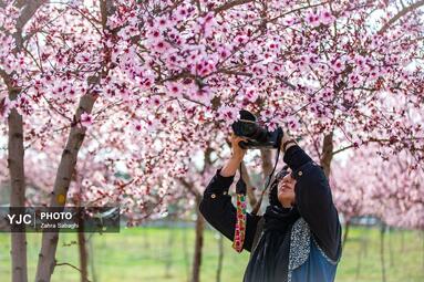 بهار طبیعت در تهران