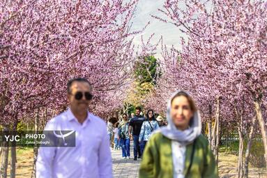 بهار طبیعت در تهران