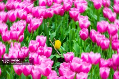 لاله های بهاری مهمان باغ ایرانی