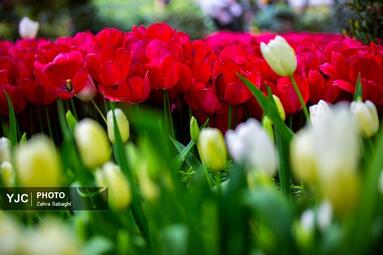 لاله های بهاری مهمان باغ ایرانی